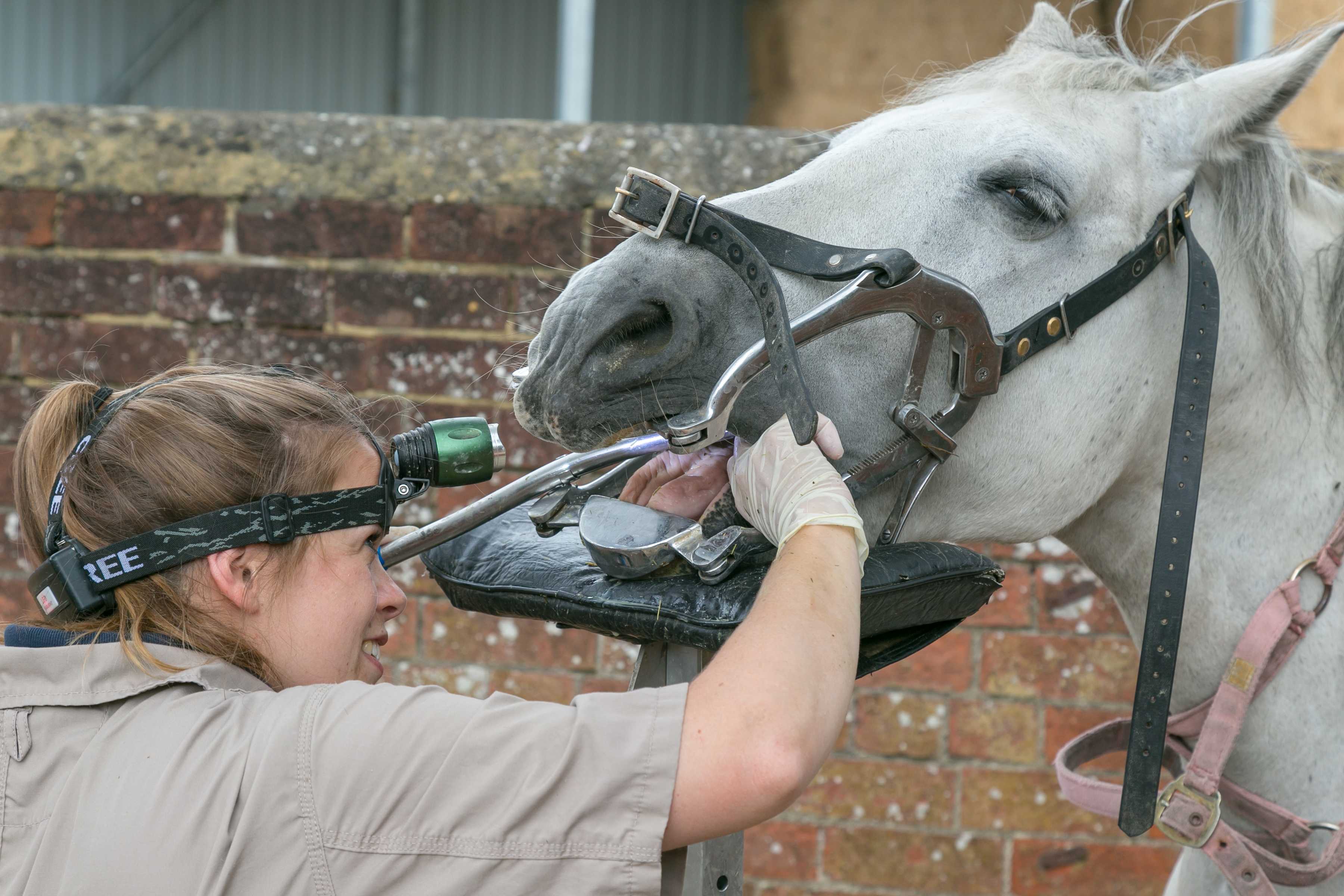 Equine Dentistry CVS-1