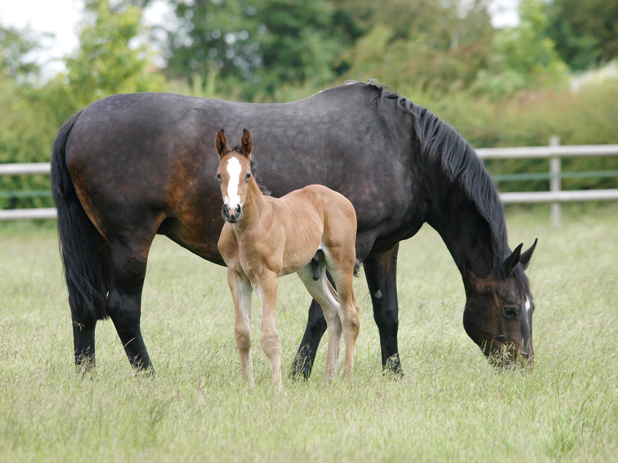 Global - Equine - 1