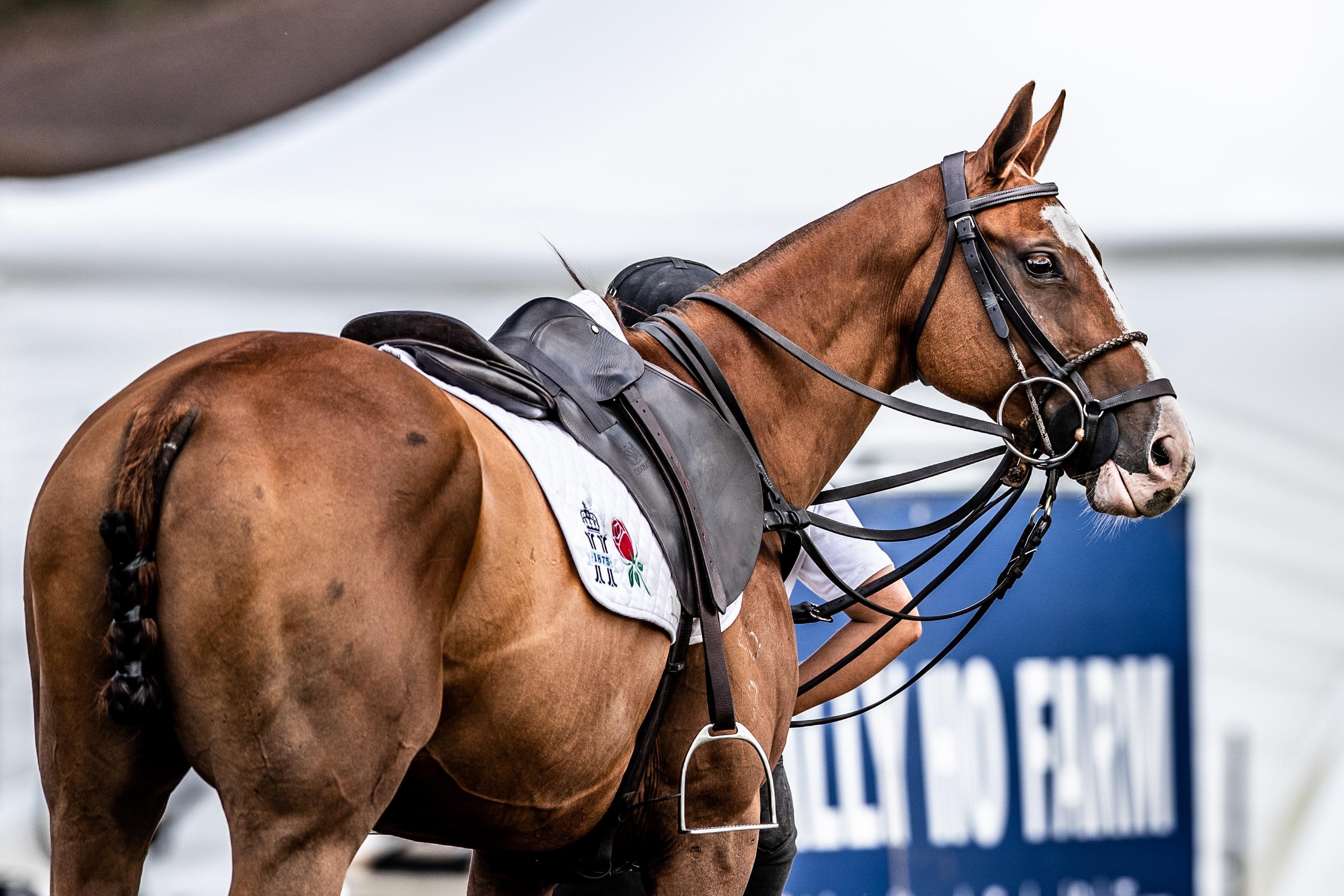 Global - Equine - 4