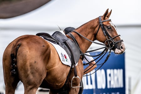 Global - Equine - 4