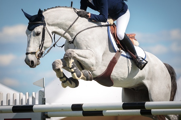 AUS - State and national sporting organisations