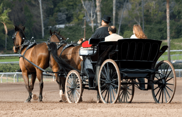 Equine Insurance FAQs