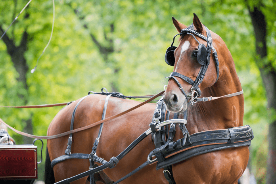 Bay Horse in Harness with a carriage attached