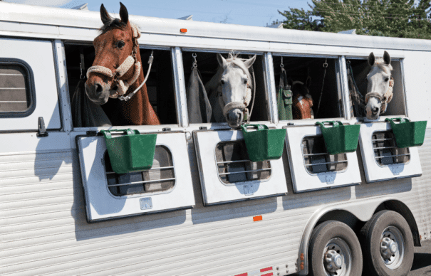 Horses in a Horsebox or Trailer