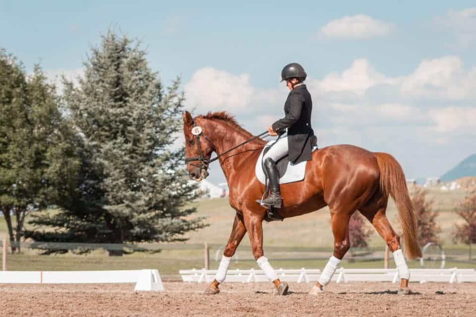 How Much Does It Cost To Keep a Horse?