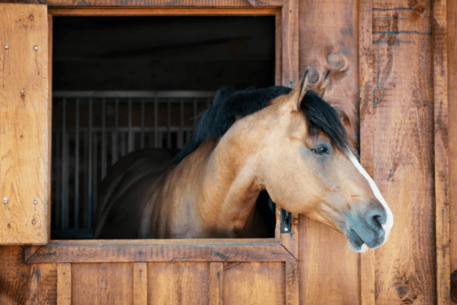 Preparing-Your-Horse-Stables-and-Yard-For-Winter-640x427