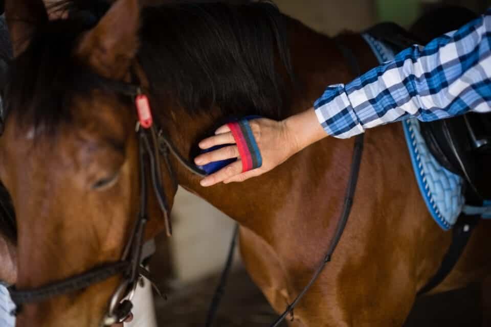 Close-up of man grooming a horse in the stable