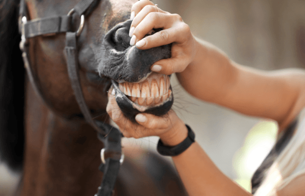 Woman Looking at Horse's Teeth