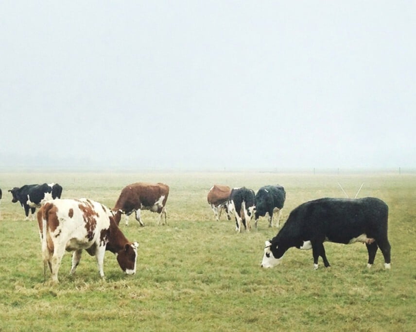 Livestock