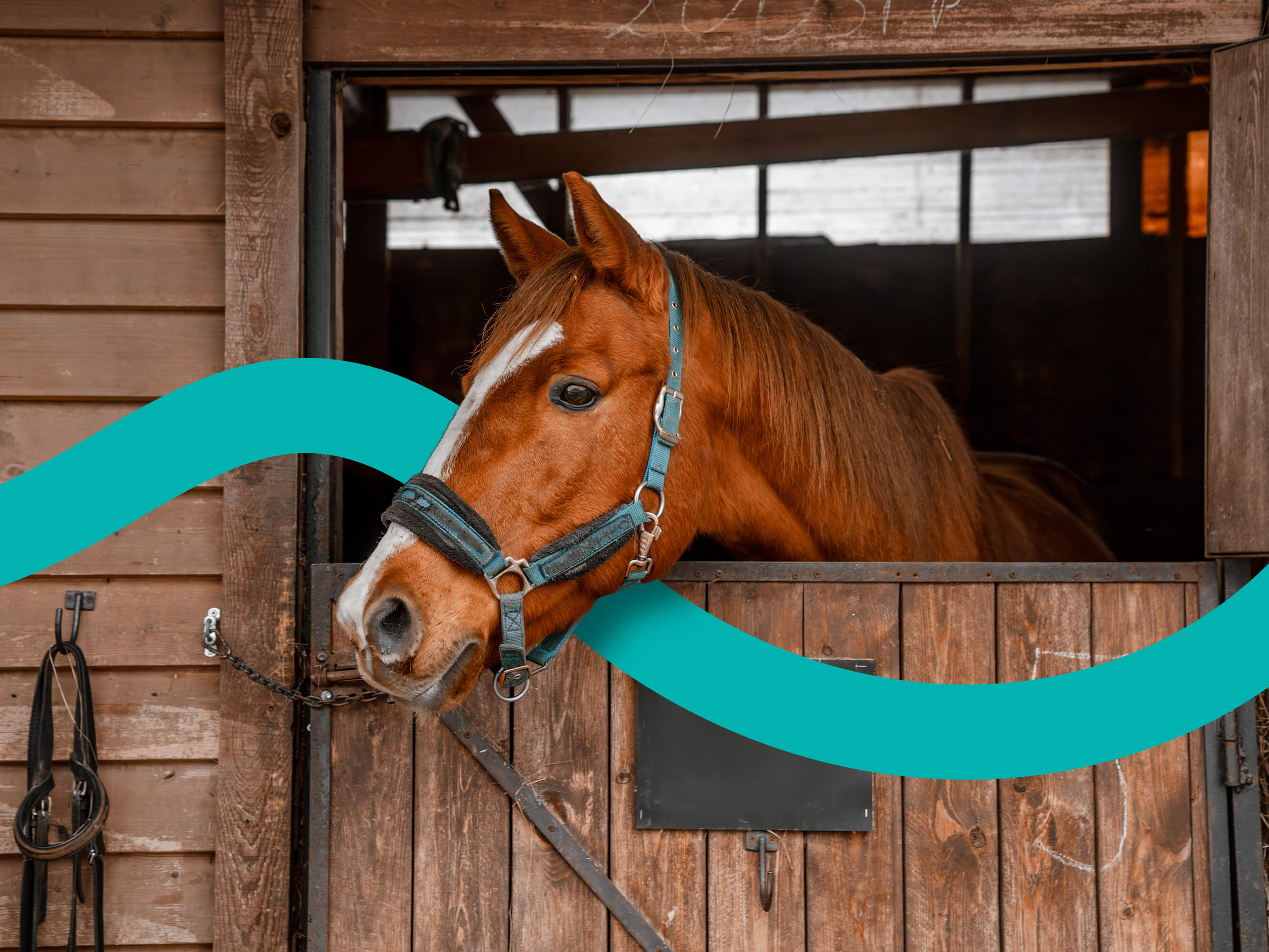 UK - Equestrian - Header@2x (1)
