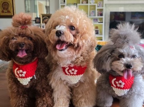 Fur-Kids-500x500