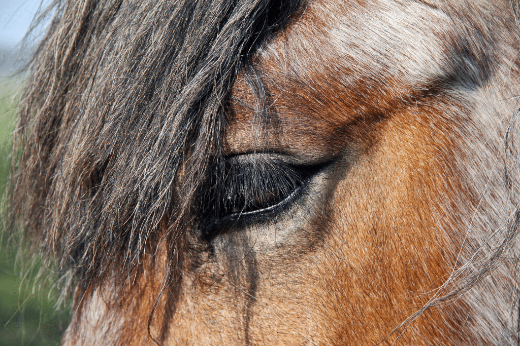 What to Consider When Caring for Senior Horses & Ponies