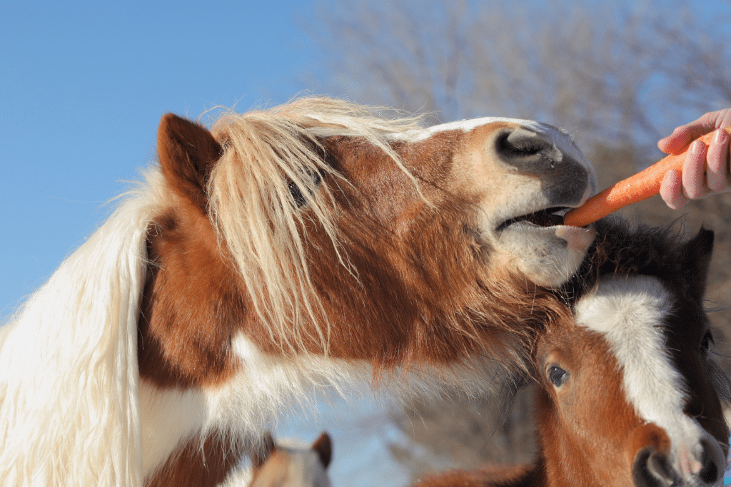 What To Look For When Buying a Horse Trailer