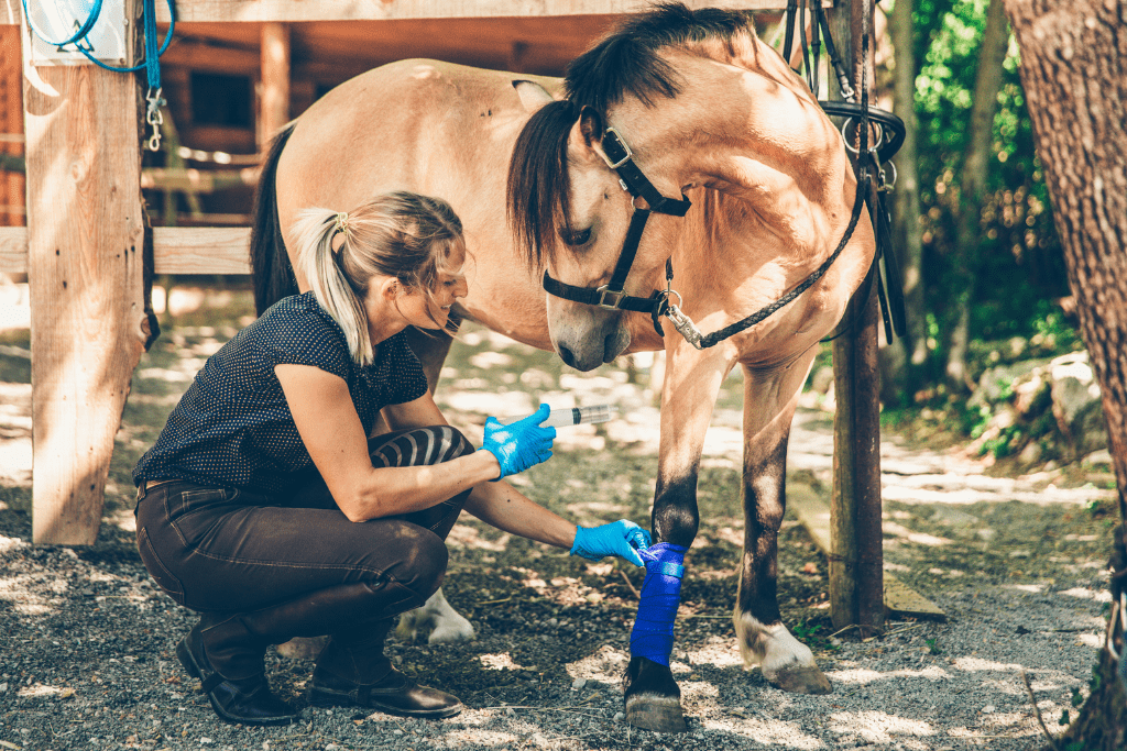 The Risks of Not Having Equine Insurance