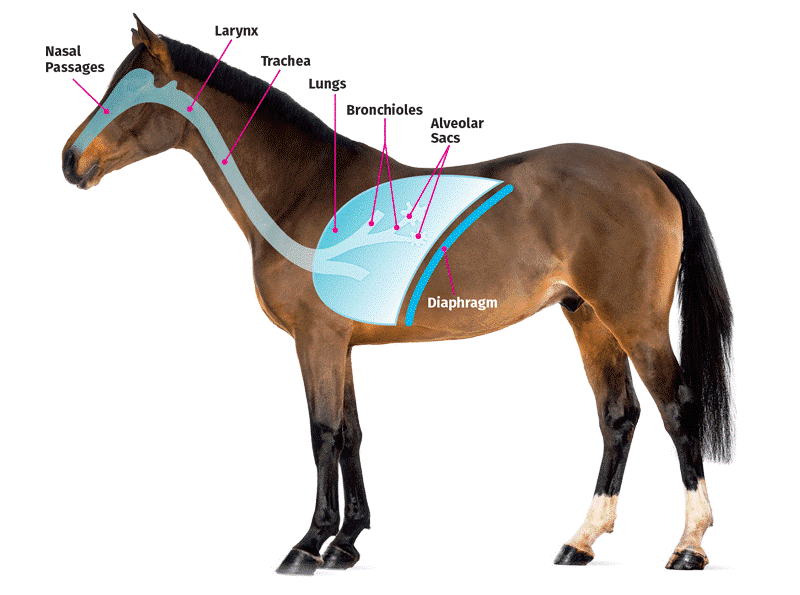 How do horses breathe? What is Equine Asthma and how can we manage it.