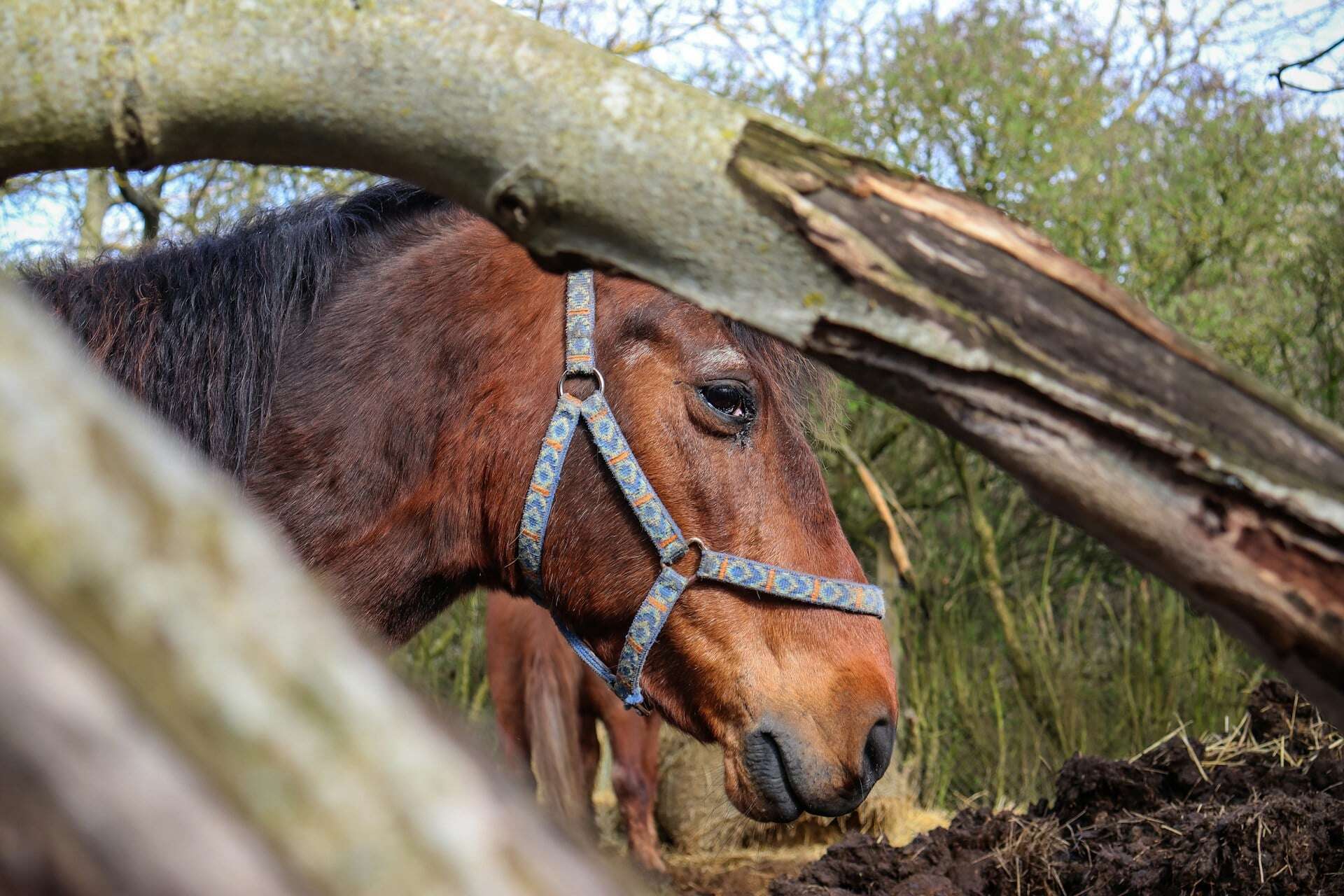 What To Consider When Exploring Insurance for Mature and Older Horses