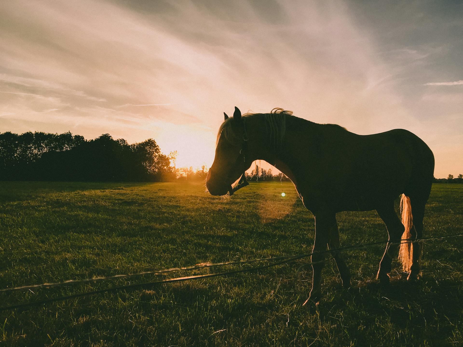 Managing Mud Fever in Horses