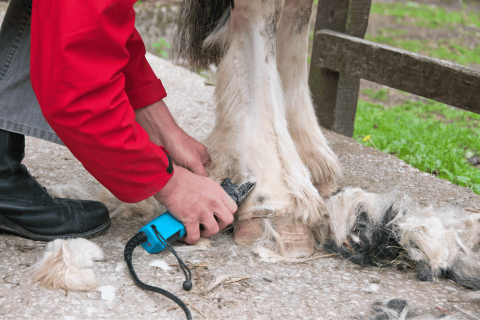 When and How To Clip Your Horse