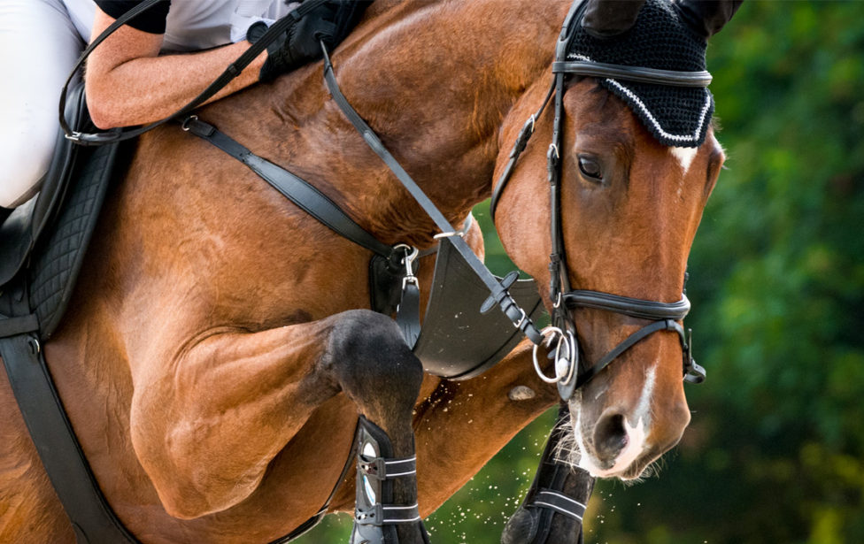 Specialist Risk Group acquires equestrian specialist, KBIS British