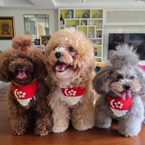 Fur Kids